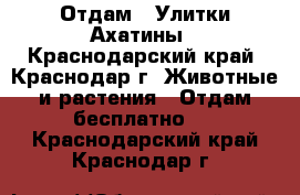 Отдам : Улитки Ахатины - Краснодарский край, Краснодар г. Животные и растения » Отдам бесплатно   . Краснодарский край,Краснодар г.